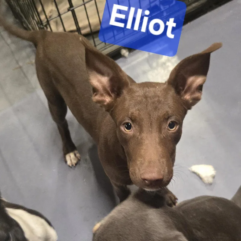 Elliot thumbnail 2