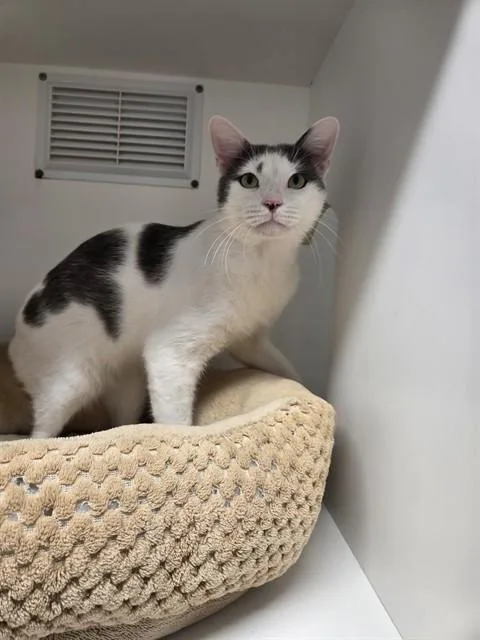 Tyson