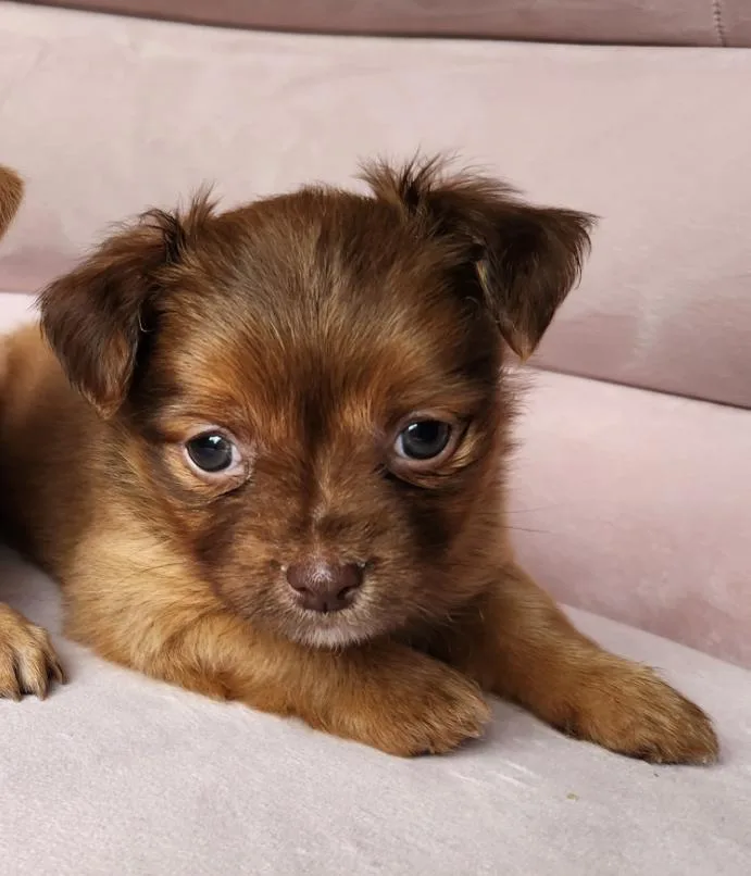 A baby small-sized male Chihuahua dog named Sammy for adoption in Columbia, MD