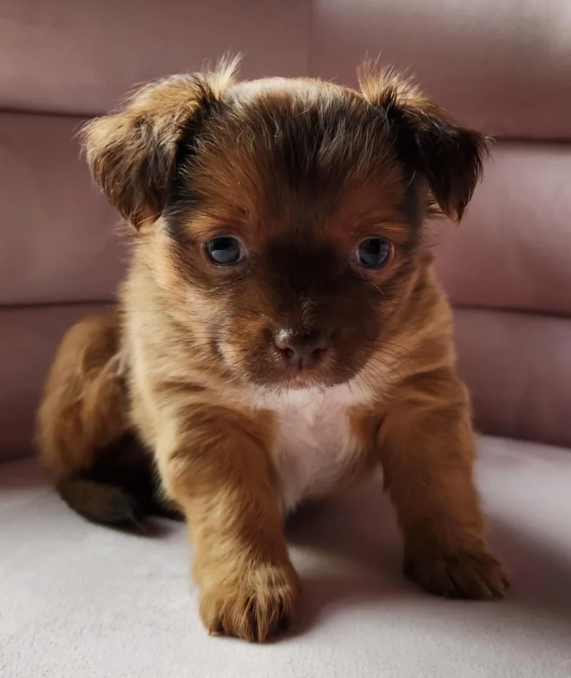 Sammy thumbnail 2