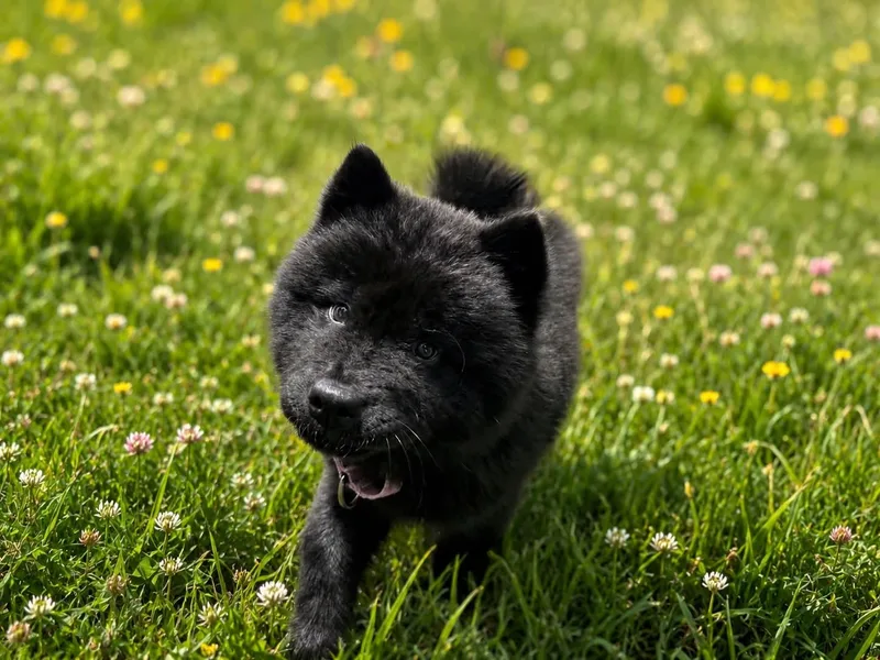 A baby medium-sized female Black Chow Chow dog named Misha for adoption in Myakka City, FL