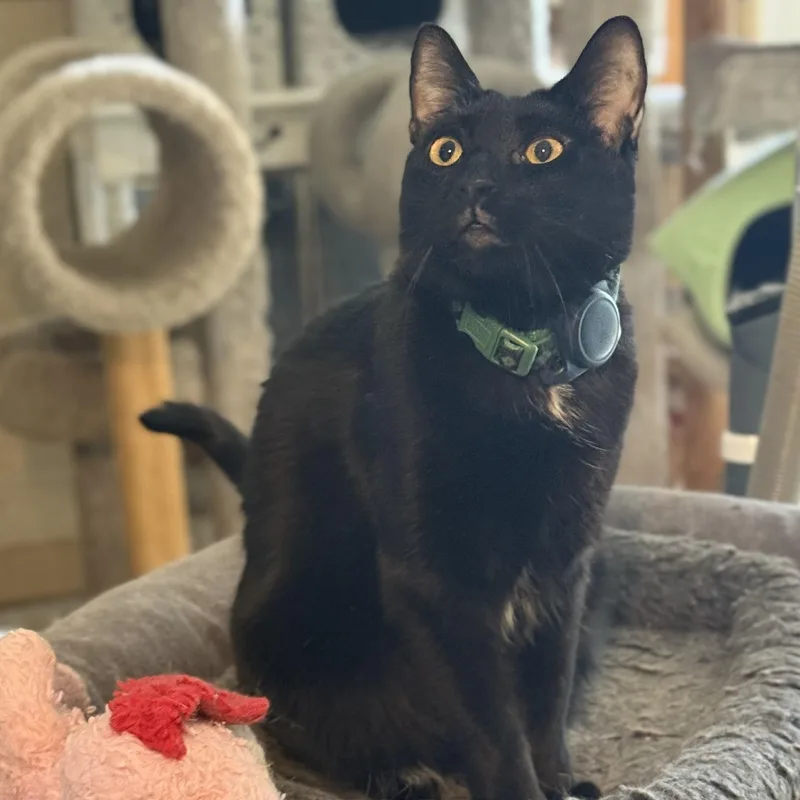 Lapsang Souchong thumbnail 2