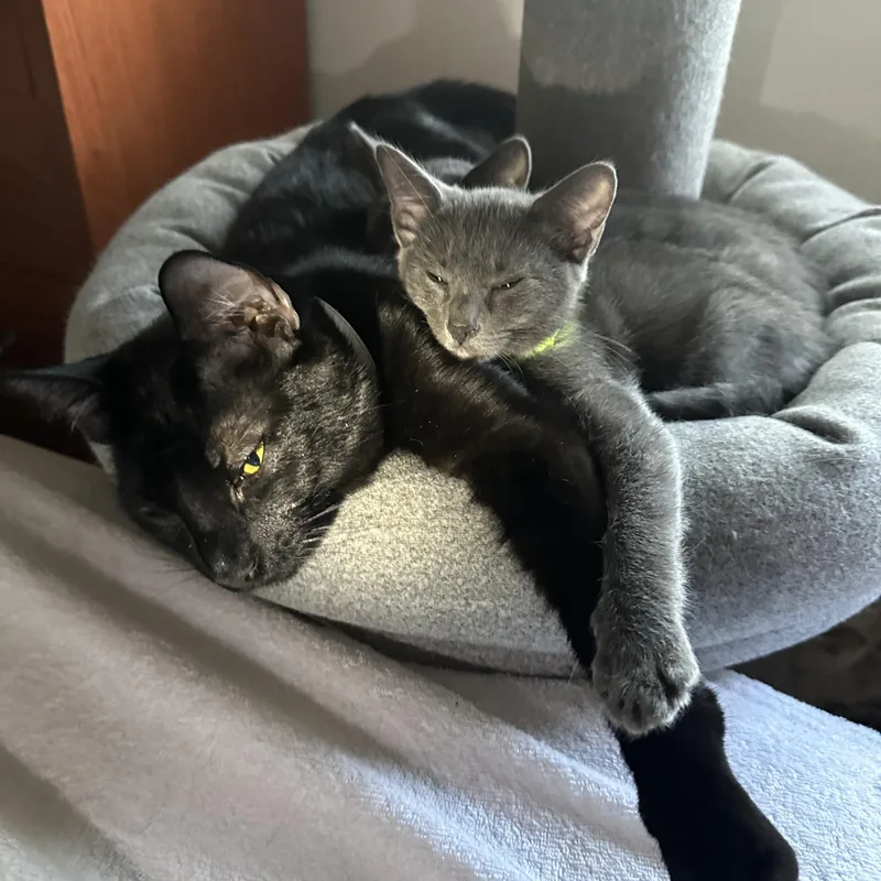 Lapsang Souchong thumbnail 3