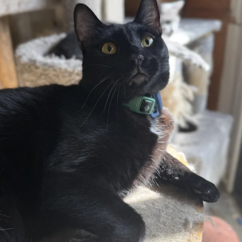 Lapsang Souchong thumbnail 4