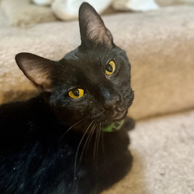 Lapsang Souchong thumbnail 5