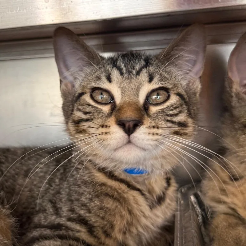 A baby small-sized male Gray / Blue / Silver Domestic Short Hair cat named Beetle for adoption in Chicago, IL