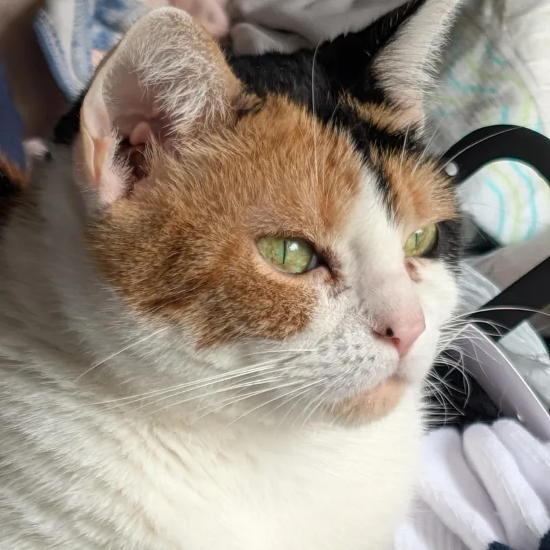 An adult small-sized female Calico American Shorthair cat named Sausage for adoption in West Des Moines, IA