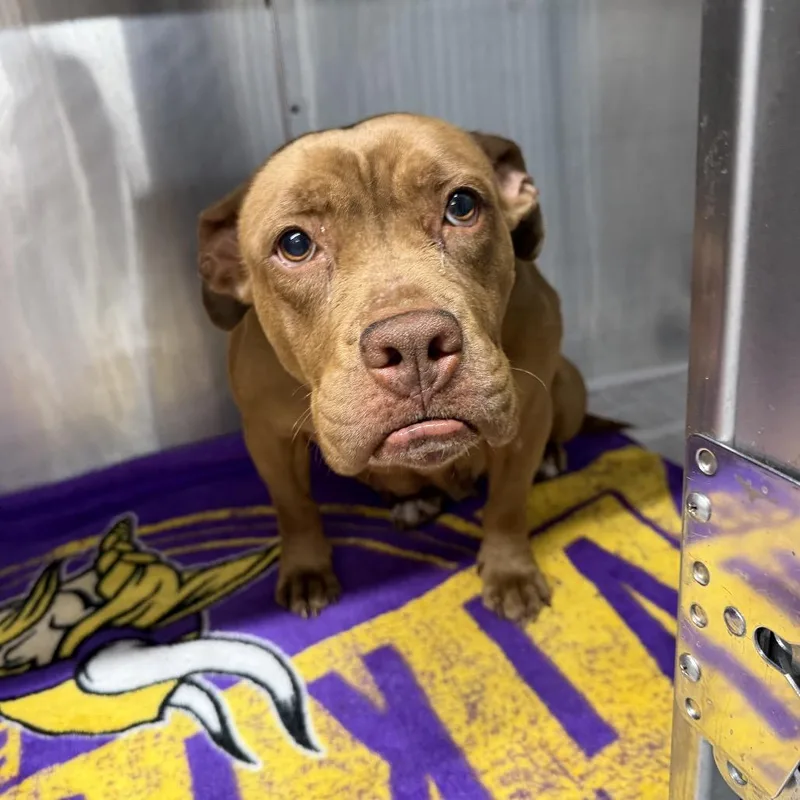 An adult medium-sized female Red / Chestnut / Orange Pit Bull Terrier dog named Olivia for adoption in Northbrook, IL
