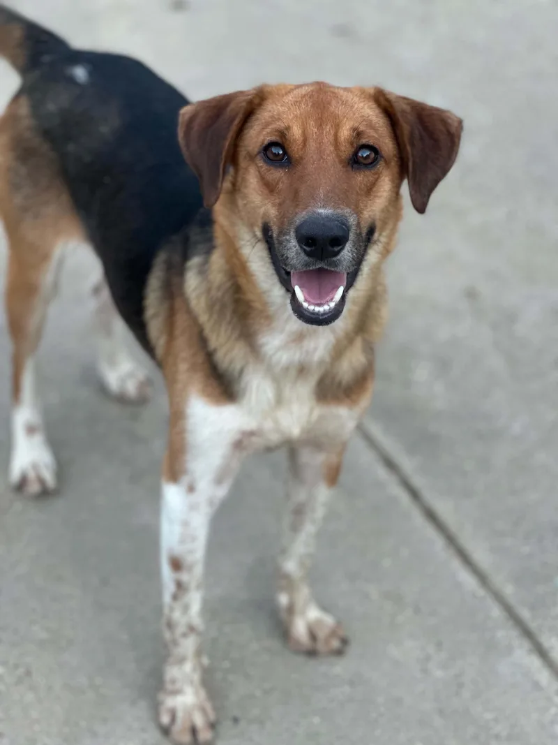 A young medium-sized male German Shepherd Dog dog named Wade for adoption in Ocean Springs, MS