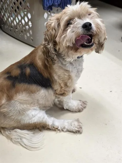 An adult small-sized female Shih Tzu dog named Mi Amiga for adoption in Aliquippa, PA