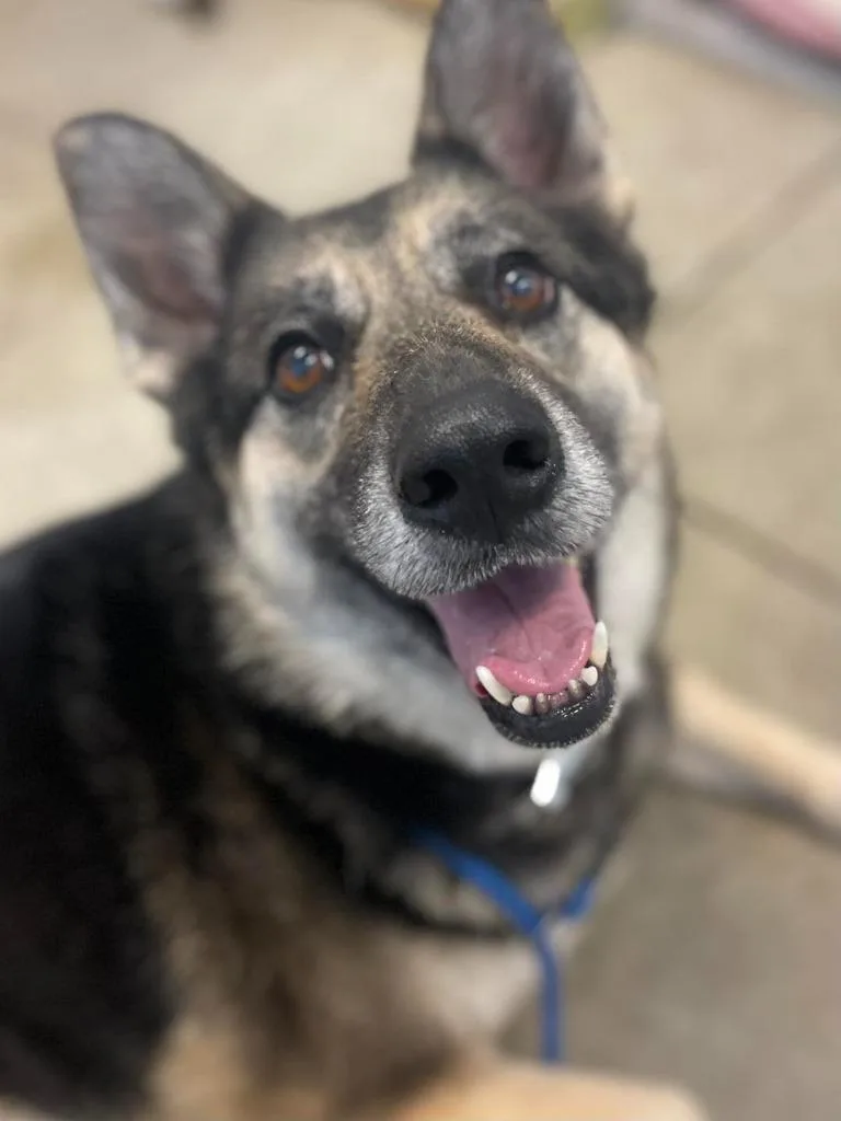 An adult large-sized female German Shepherd Dog dog named Ellie May for adoption in Calhoun, KY