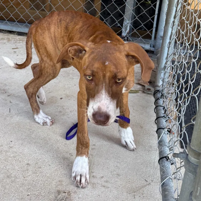 A young medium-sized female Hound dog named Allie for adoption in Birmingham, AL