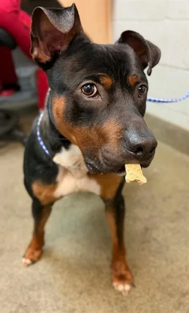 A young medium-sized male Mixed Breed dog named Woody for adoption in Jacksonville, FL