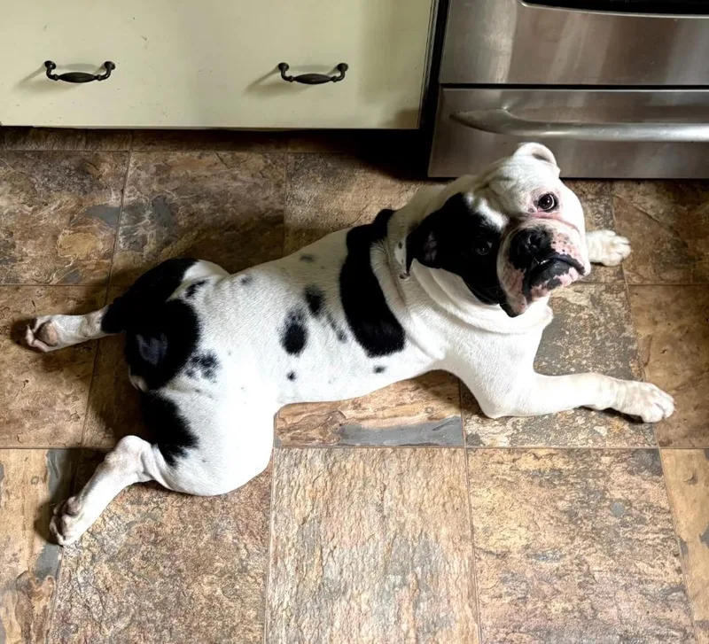 Spanky