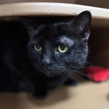 An adult large-sized female Domestic Short Hair cat named Kiki $ for adoption in Seneca, SC