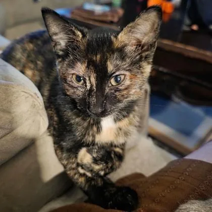 A baby small-sized female Domestic Short Hair cat named Cc for adoption in Wheaton, IL