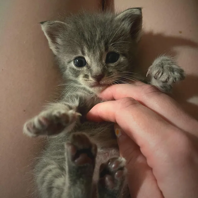 A baby small-sized female Gray / Blue / Silver Domestic Short Hair cat named Trinket for adoption in Los Angeles, CA