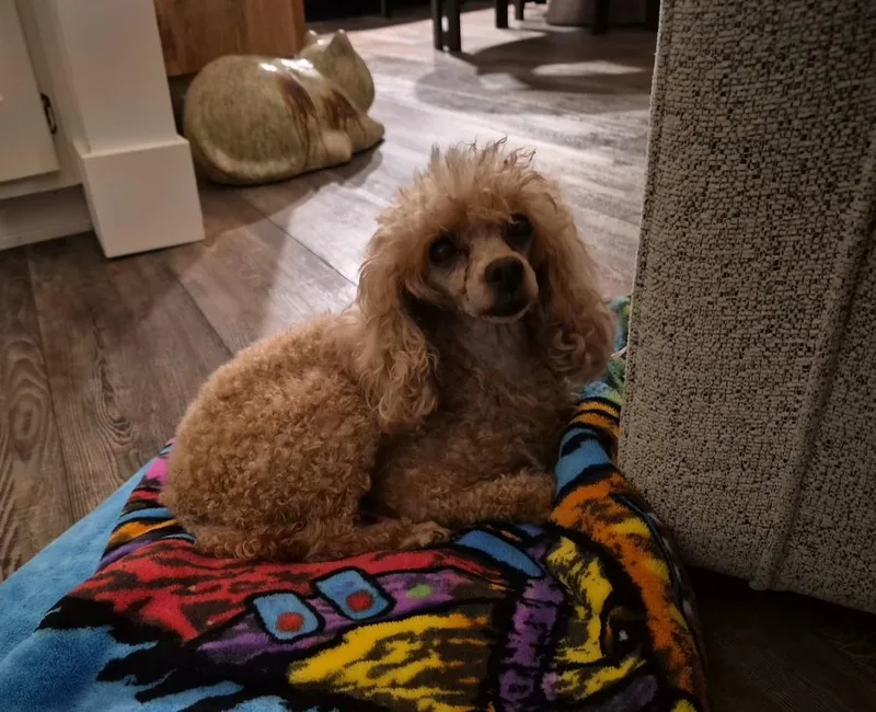 An adult small-sized female Red / Chestnut / Orange Standard Poodle dog named Poodle Toy  Cyndi for adoption in Omaha, NE