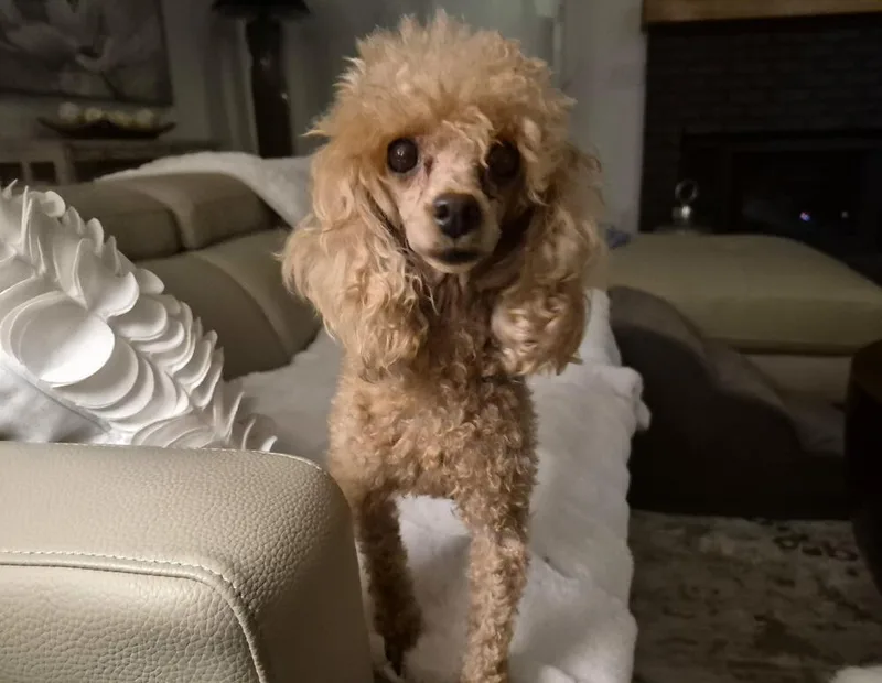 Poodle Toy  Cyndi thumbnail 2
