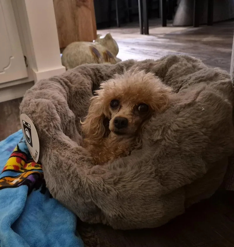 Poodle Toy  Cyndi thumbnail 3
