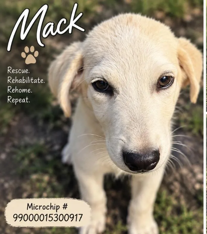 Mack thumbnail 3