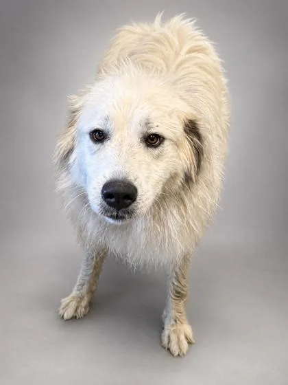 An adult large-sized female Great Pyrenees dog named Sadie for adoption in Bowling Green, KY