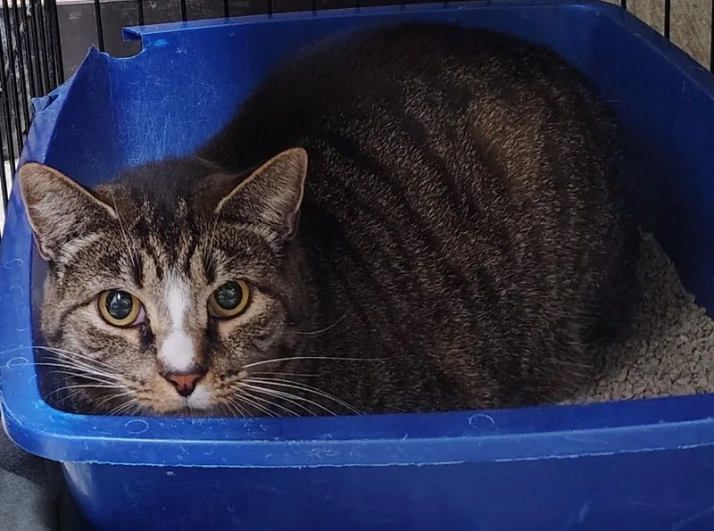 An adult small-sized female Domestic Short Hair cat named Stella for adoption in Saint Clairsville, OH