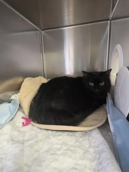 An adult large-sized female Domestic Medium Hair cat named Beauty for adoption in Cleveland, TN