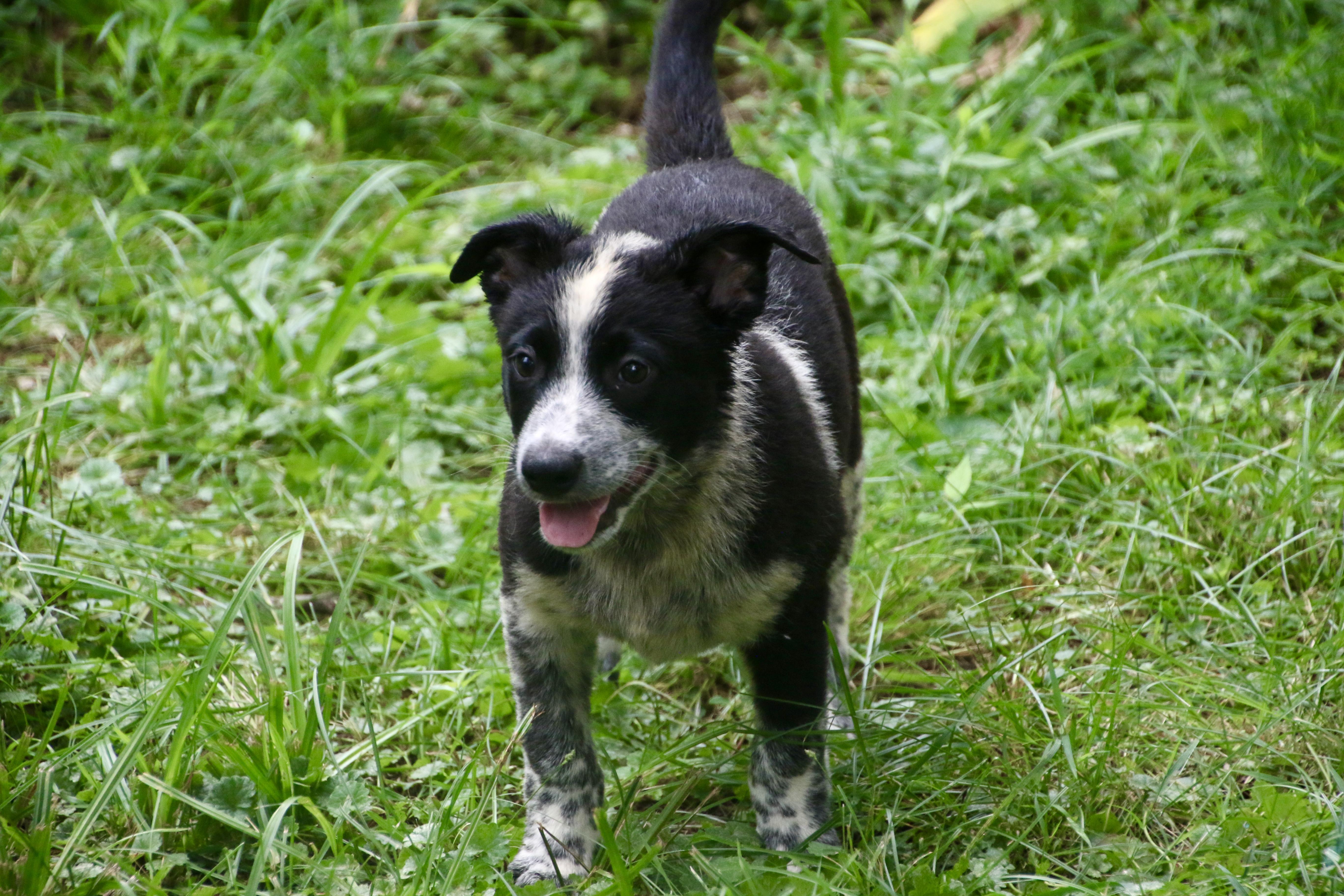 A baby medium-sized male Cattle Dog dog named Blackie for adoption in Aurora, IL