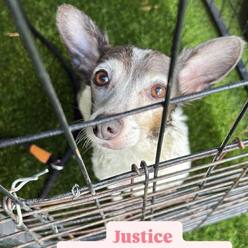 Momma Justice thumbnail 3