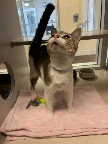 An adult medium-sized female Domestic Short Hair cat named Sierra for adoption in Monterey, CA