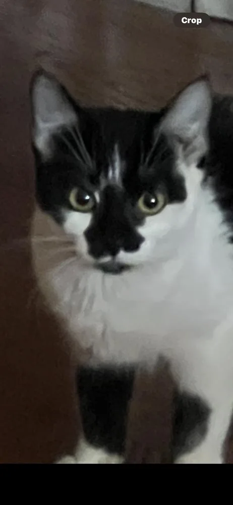 A baby small-sized male Domestic Short Hair cat named Mr Tux for adoption in Lincoln Park, MI