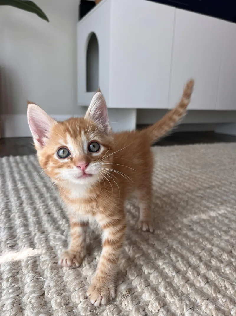A baby small-sized male Domestic Short Hair cat named Sol for adoption in Long Beach, CA
