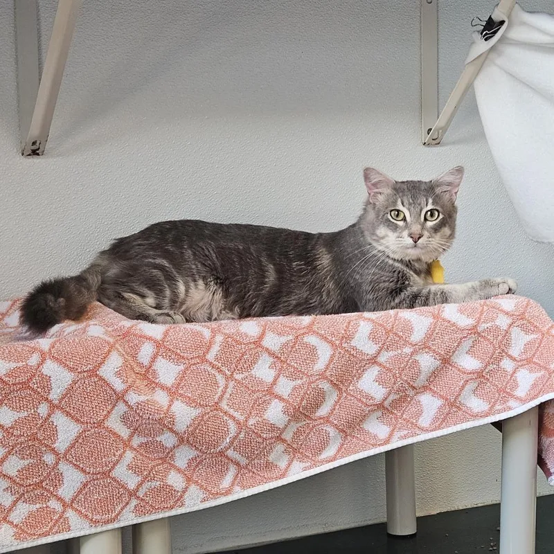 An adult medium-sized male Gray / Blue / Silver Domestic Short Hair cat named Taco for adoption in Springfield, MA