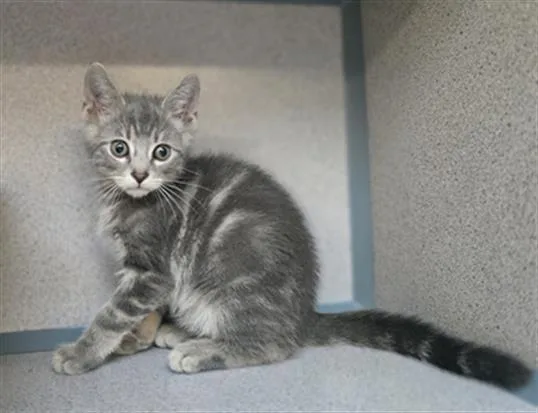 A baby small-sized male Domestic Short Hair cat named Lotus for adoption in Aliquippa, PA