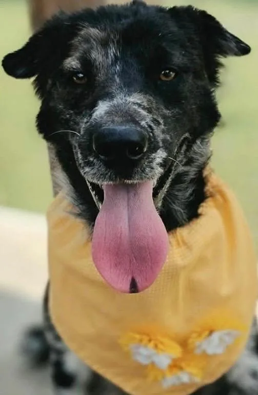A baby large-sized female Husky dog named Piper for adoption in Elizabethton, TN