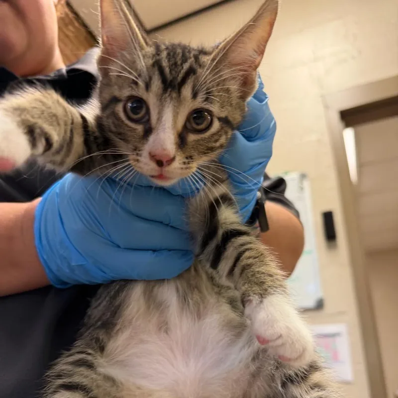 A baby small-sized male Brown / Chocolate Domestic Short Hair cat named Hollis for adoption in Birmingham, AL