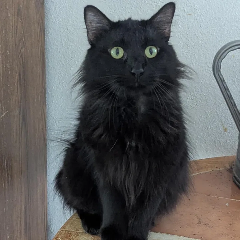 An adult medium-sized male Black Domestic Long Hair cat named Doug for adoption in Granby, MO
