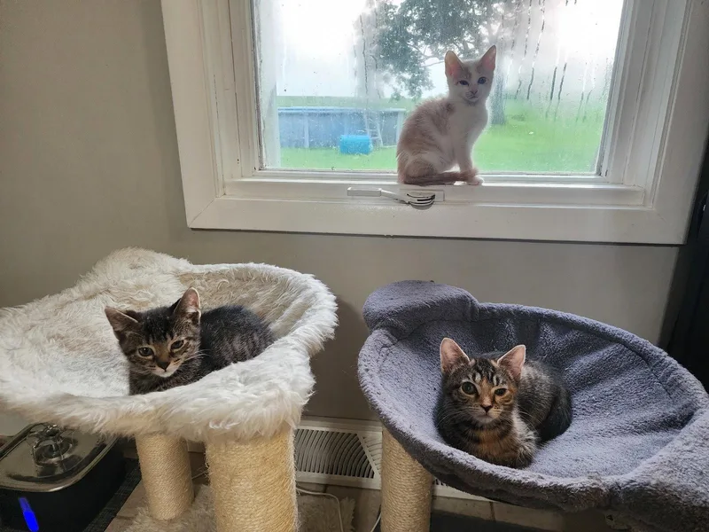 A baby medium-sized male Domestic Short Hair cat named Pratt for adoption in Wheaton, IL