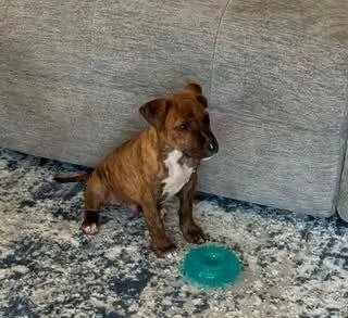 A baby small-sized male Pit Bull Terrier dog named Rhett for adoption in Colorado Springs, CO