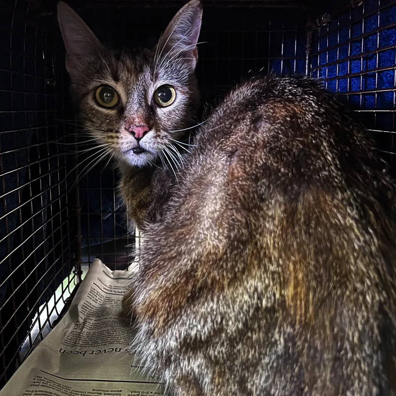 A young medium-sized female Domestic Short Hair cat named Lucy for adoption in Los Angeles, CA