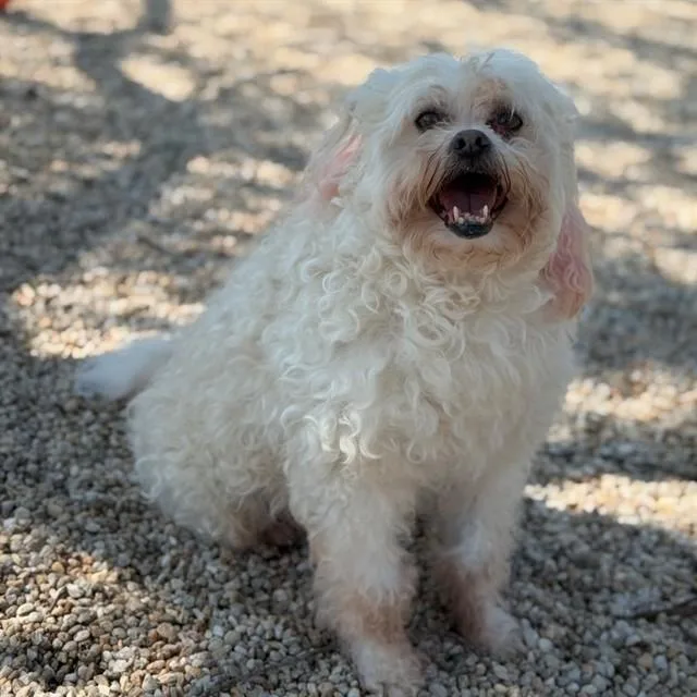 An adult small-sized male Poodle dog named Buddy Boy for adoption in Easton, MD