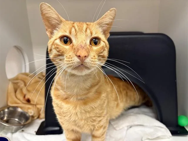 A young medium-sized male Domestic Short Hair cat named Julius for adoption in Ontario, CA