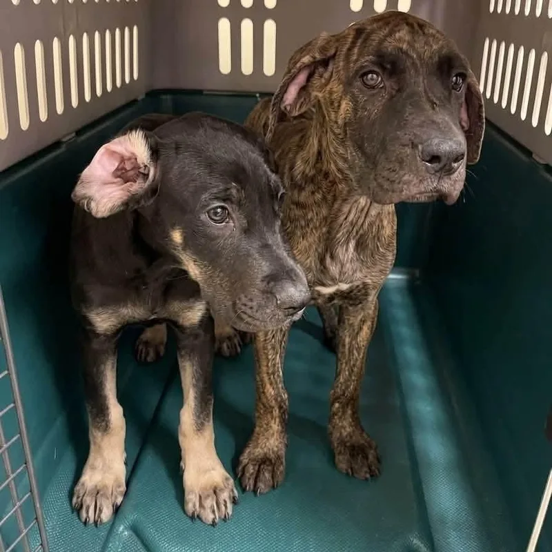 A baby large-sized female Cane Corso dog named Camilla for adoption in Blairstown, NJ