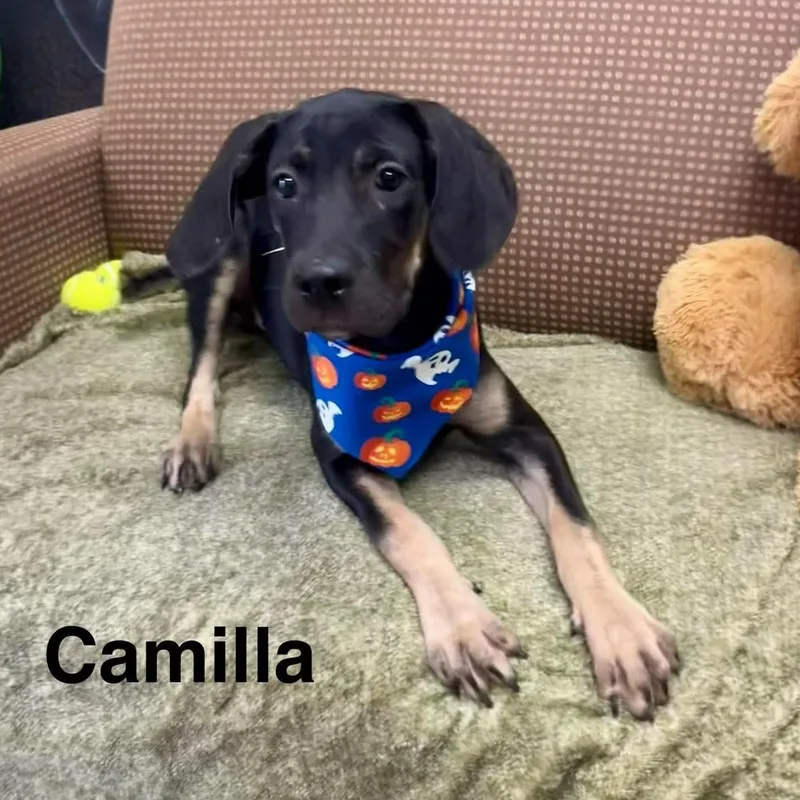 Camilla thumbnail 2