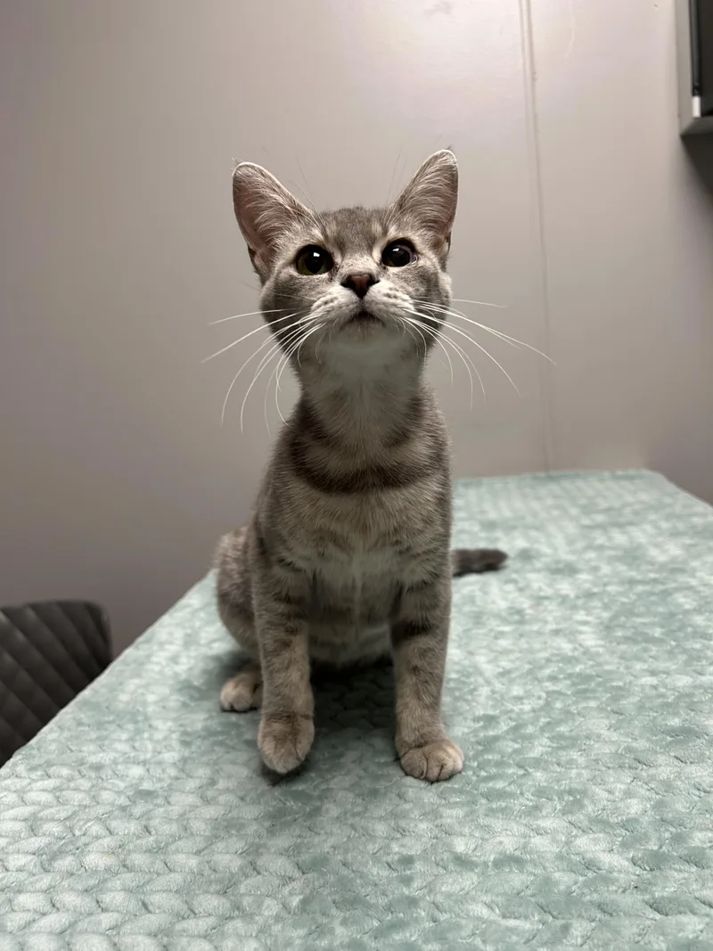 An adult medium-sized female Tabby (Gray / Blue / Silver) Domestic Short Hair cat named Bitsy for adoption in Walker, MI