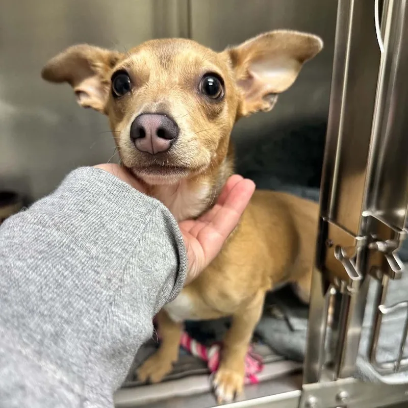 Mucha Grande Di thumbnail 2