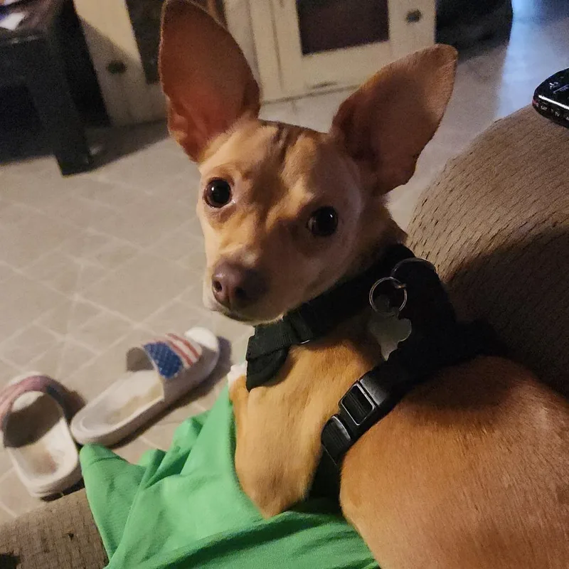 An adult small-sized male Chihuahua dog named Jeb for adoption in Rochester, MN