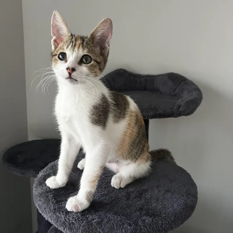 A baby medium-sized female Calico Domestic Short Hair cat named Purridith Grey for adoption in Lauderhill, FL