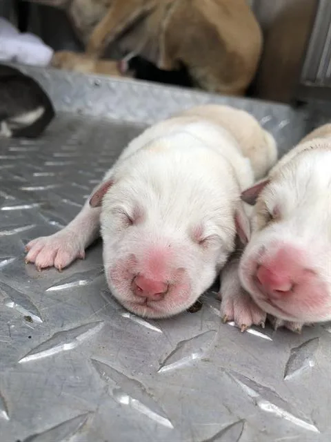 A baby large-sized female Mixed Breed dog named Rhonda for adoption in Dallas, TX